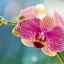 Шоу орхідей в нью-йорку: 14 дивовижних фото